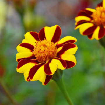 Marigold Mr Majestic Seeds
