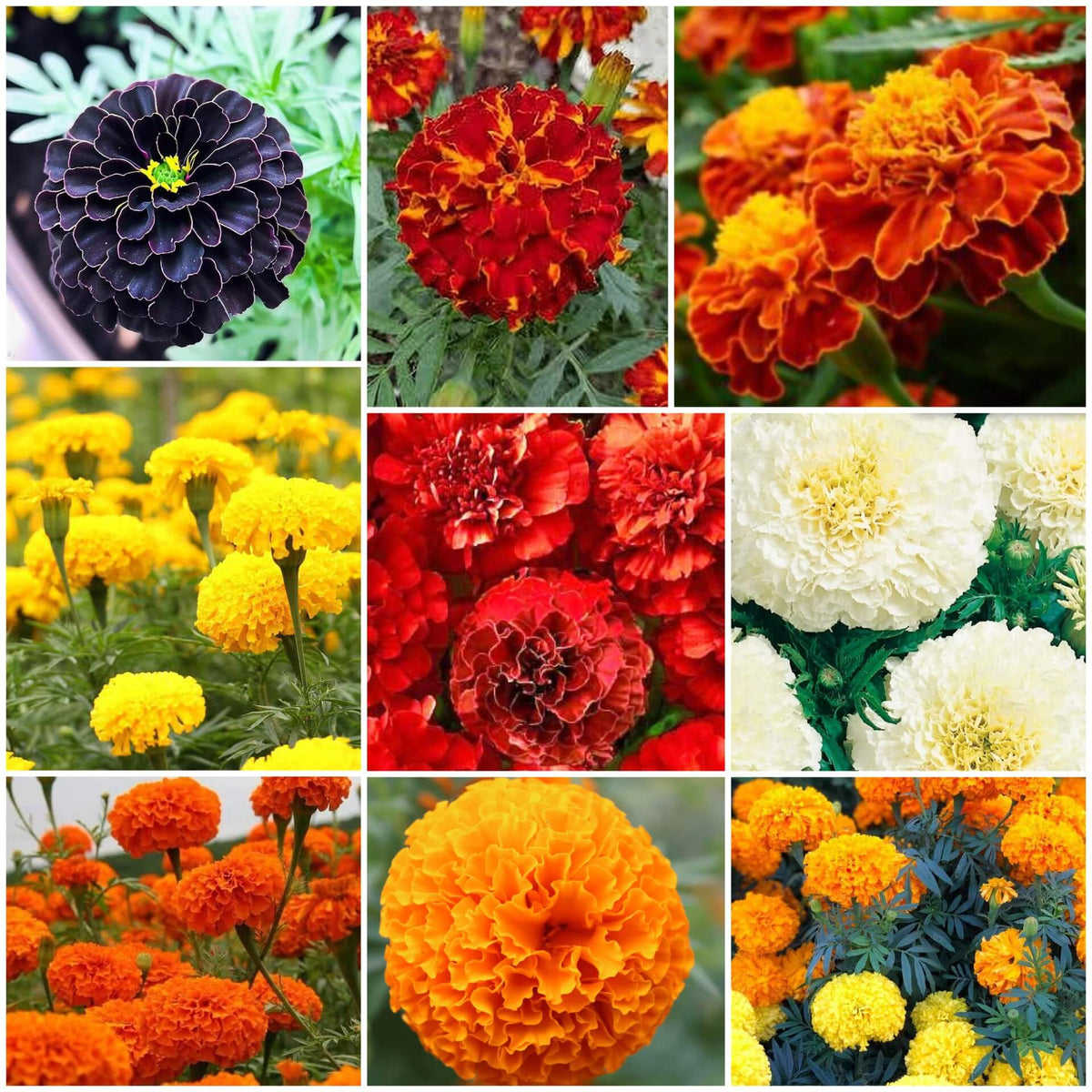 Marigold Seeds - All In One For Home Gardens