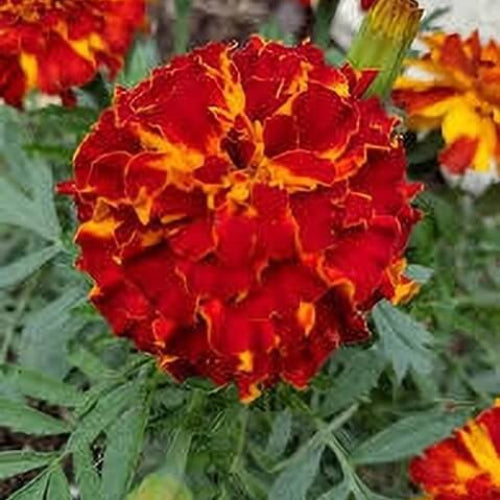 Marigold Seeds - All In One For Home Gardens