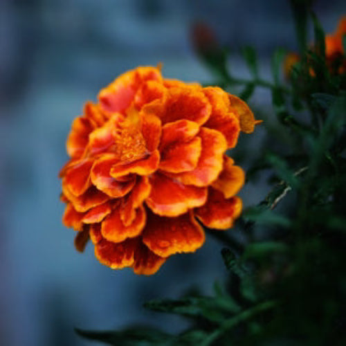 Marigold Seeds - All In One For Home Gardens