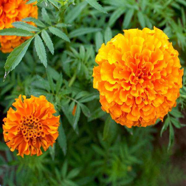 Marigold Seeds - All In One For Home Gardens