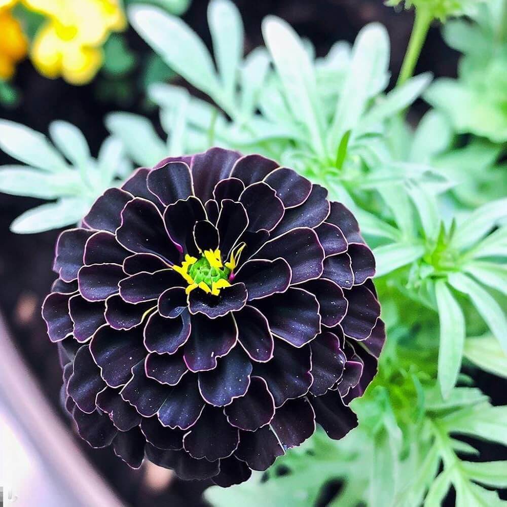 Marigold Seeds - All In One For Home Gardens
