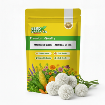 Marigold Seeds – African White