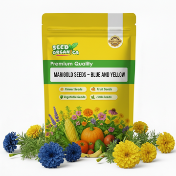 Marigold Seeds – Blue and Yellow
