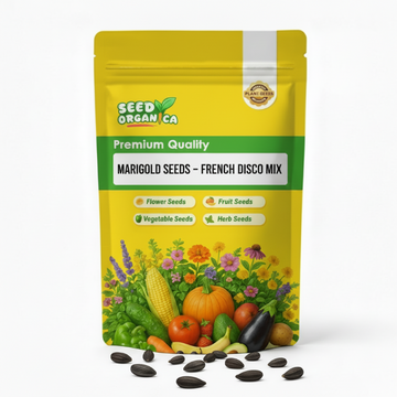 Marigold Seeds – French Disco Mix