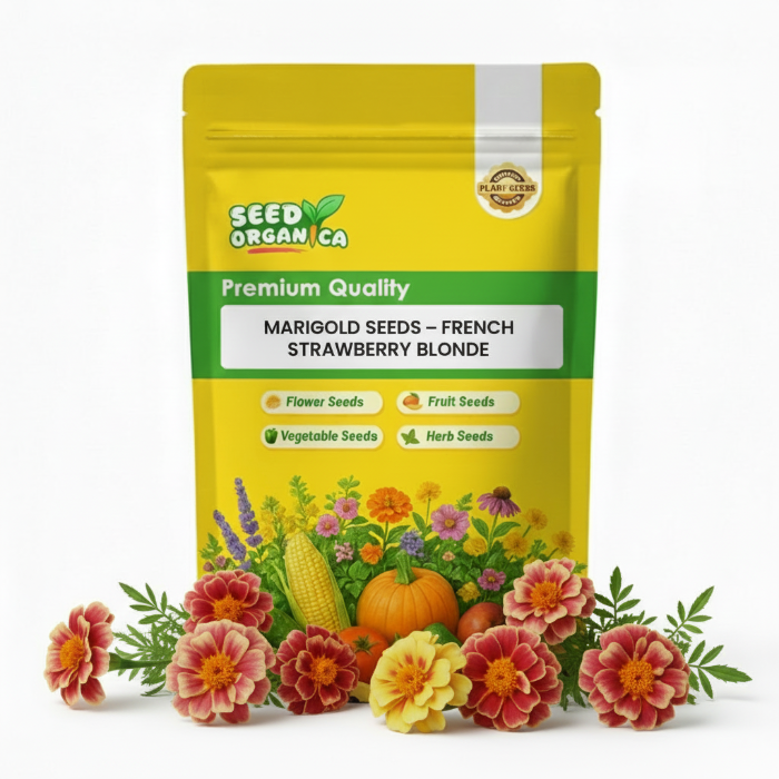Marigold Seeds – French Strawberry Blonde
