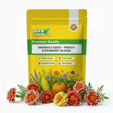 Marigold Seeds – French Strawberry Blonde