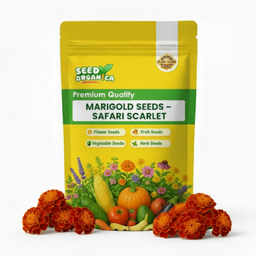 Marigold Seeds – Safari Scarlet