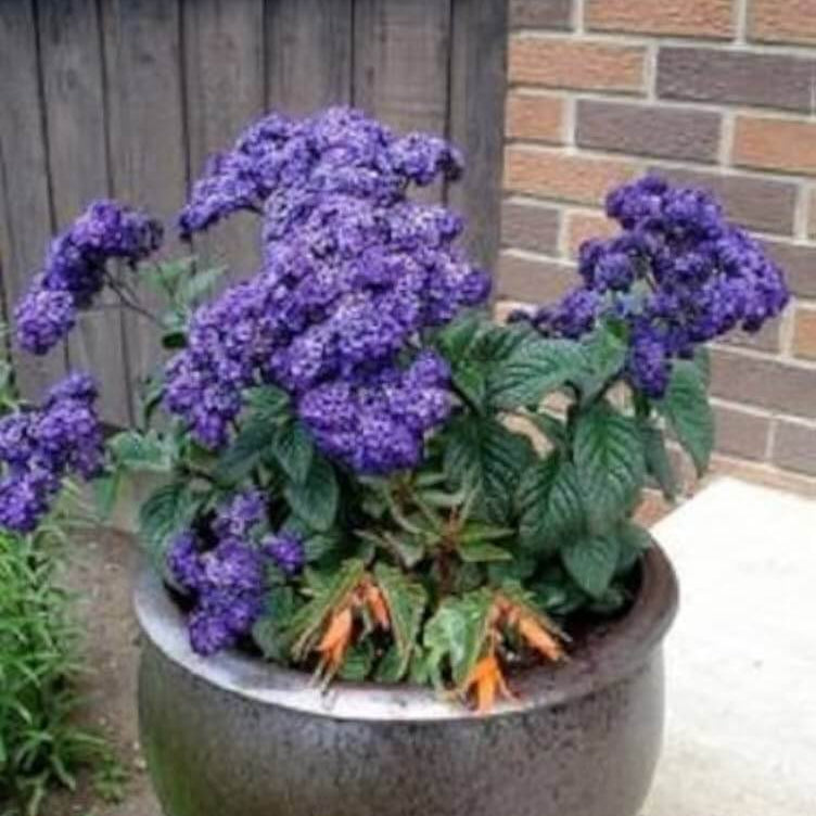 Marine Blue Heliotrope Seeds 