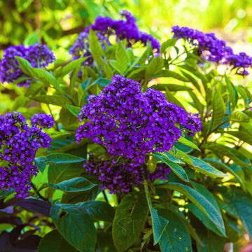 Marine Blue Heliotrope Seeds