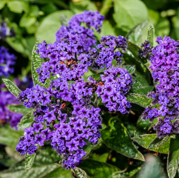 Marine Heliotrope Seeds