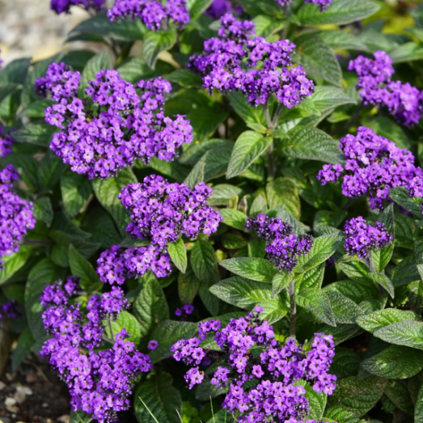 Marine Heliotrope Seeds