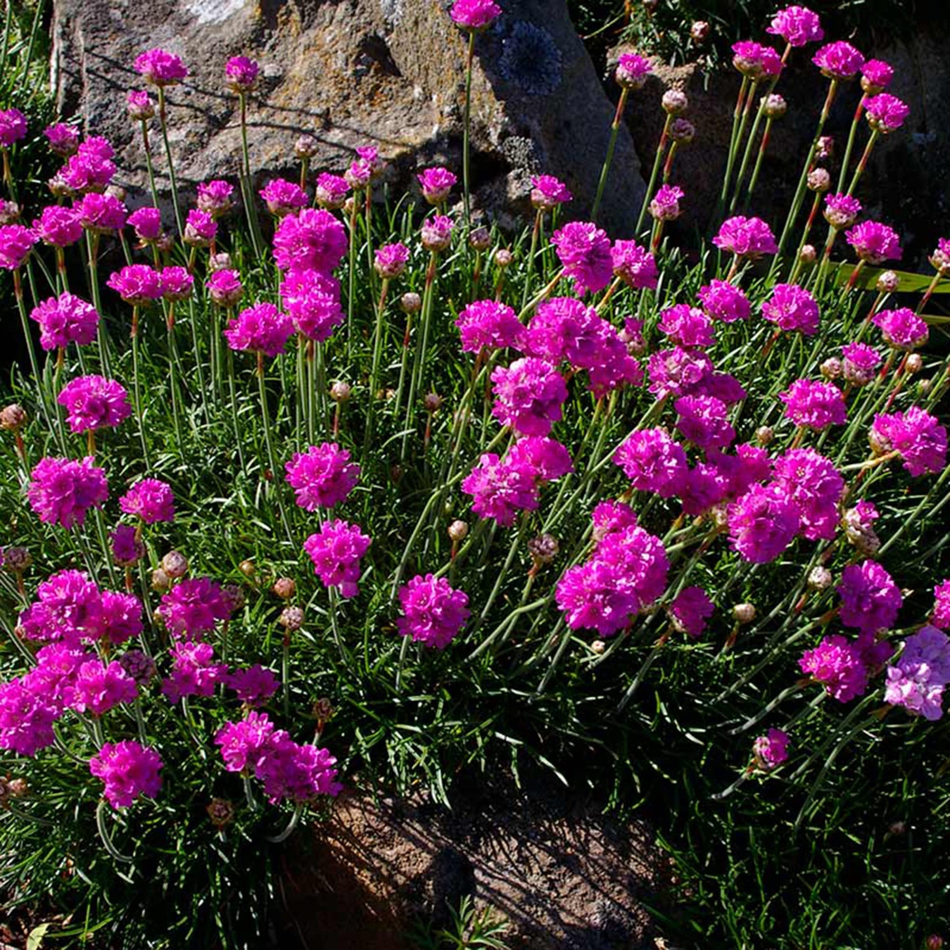 Maritima Armeria Seeds