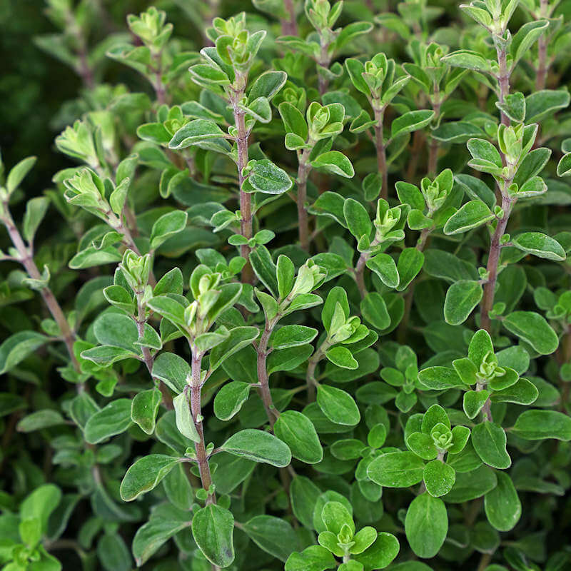 Marjoram Seeds – Sweet 