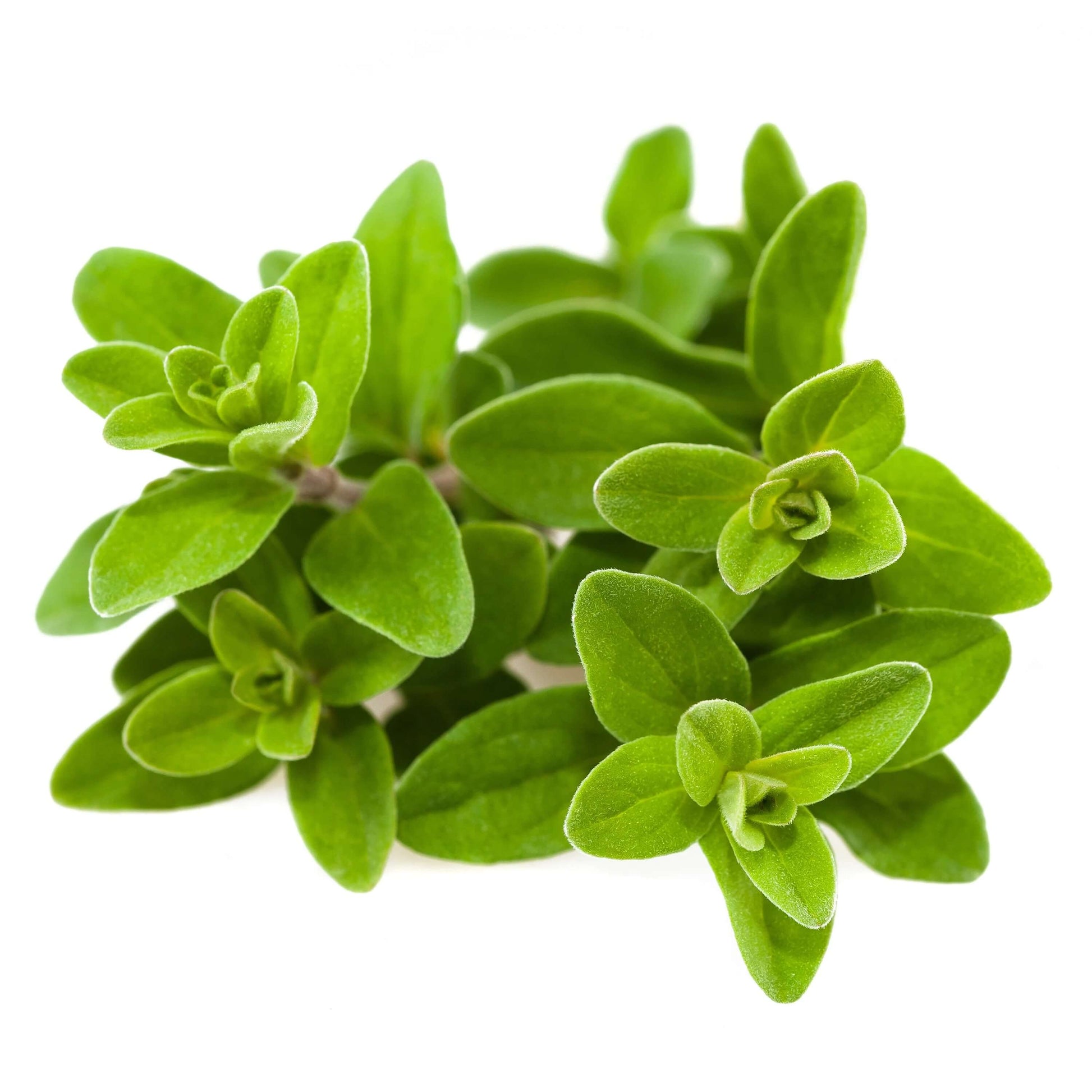 Marjoram Seeds – Sweet 