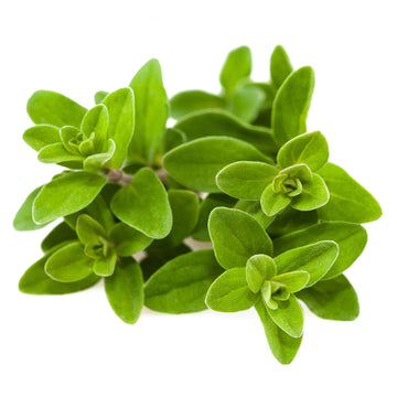 Marjoram Seeds – Sweet 