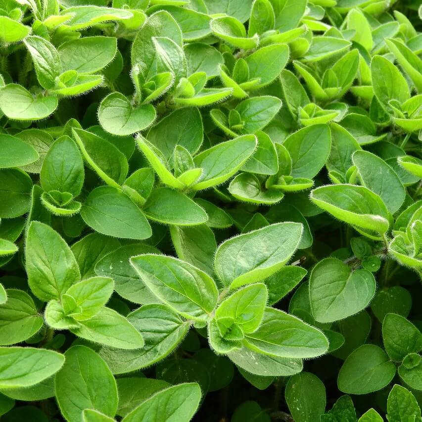 Marjoram Seeds – Sweet 
