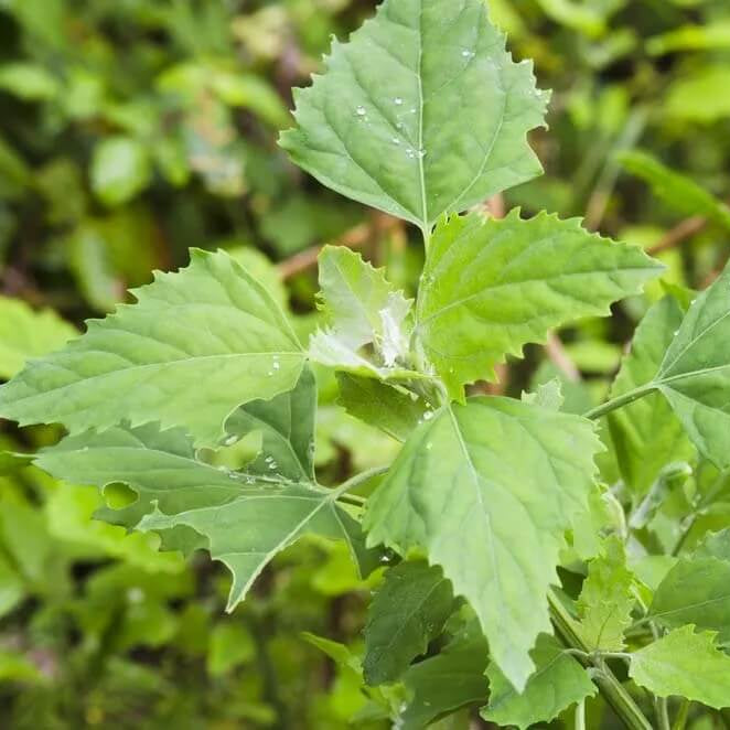 Markery Seeds - Vegetable Plant for Home Gardens