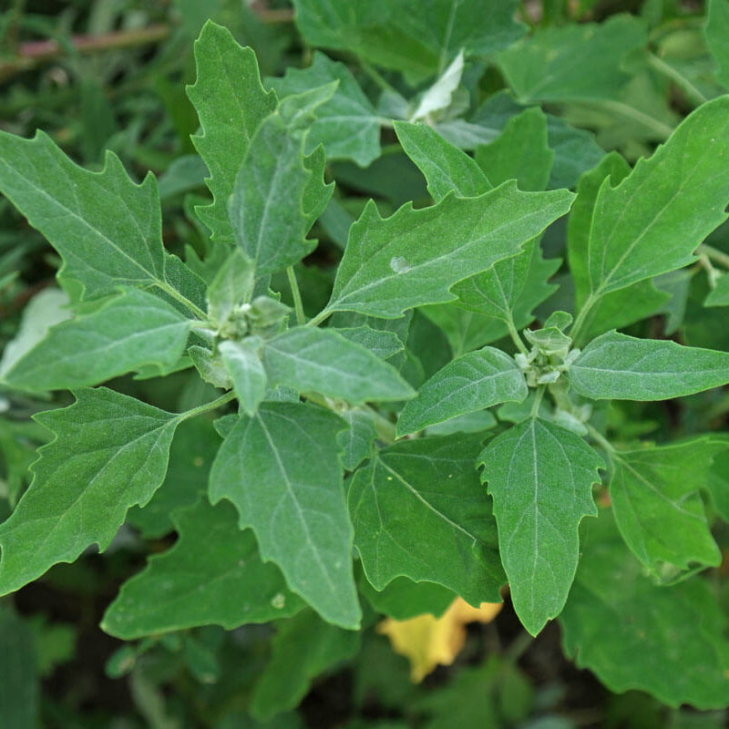 Markery Seeds - Vegetable Plant for Home Gardens