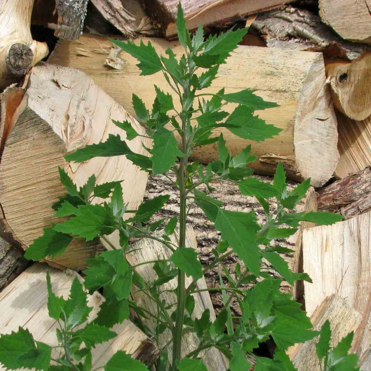 Markery Seeds - Vegetable Plant for Home Gardens