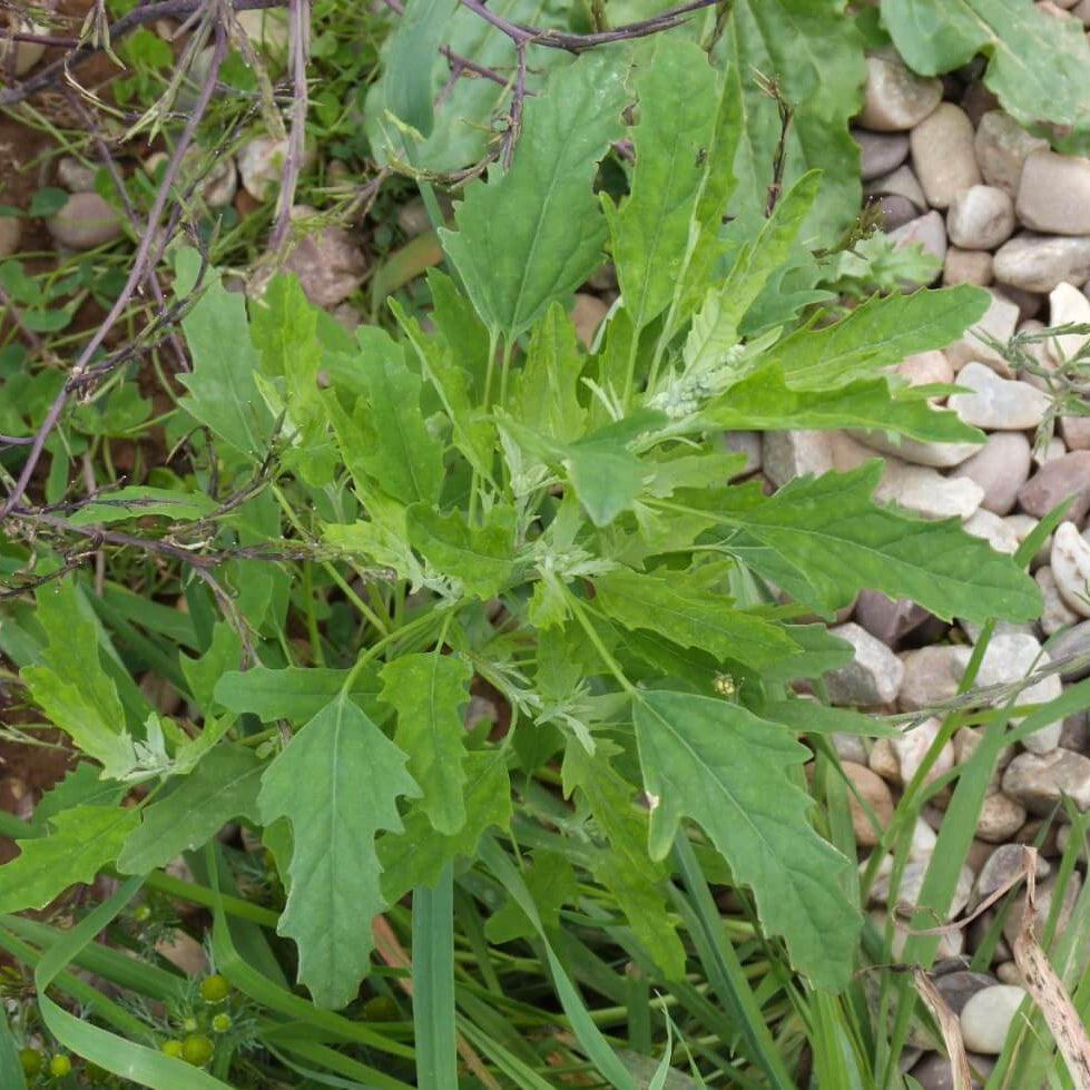 Markery Seeds - Vegetable Plant for Home Gardens