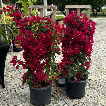 Maroon Bougainvillea Seeds - Flower Plant