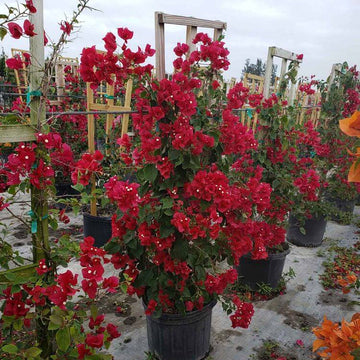 Maroon Bougainvillea Seeds - Flower Plant