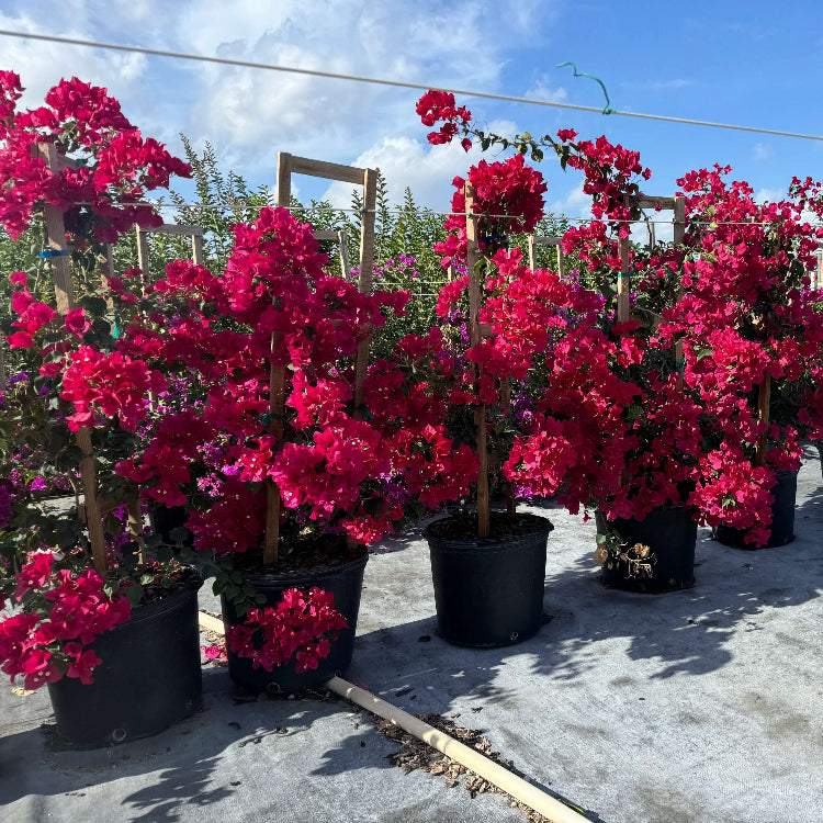 Maroon Bougainvillea Seeds - Flower Plant
