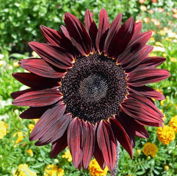 Maroon Sunflower Seeds 