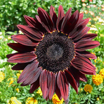 Maroon Sunflower Seeds 