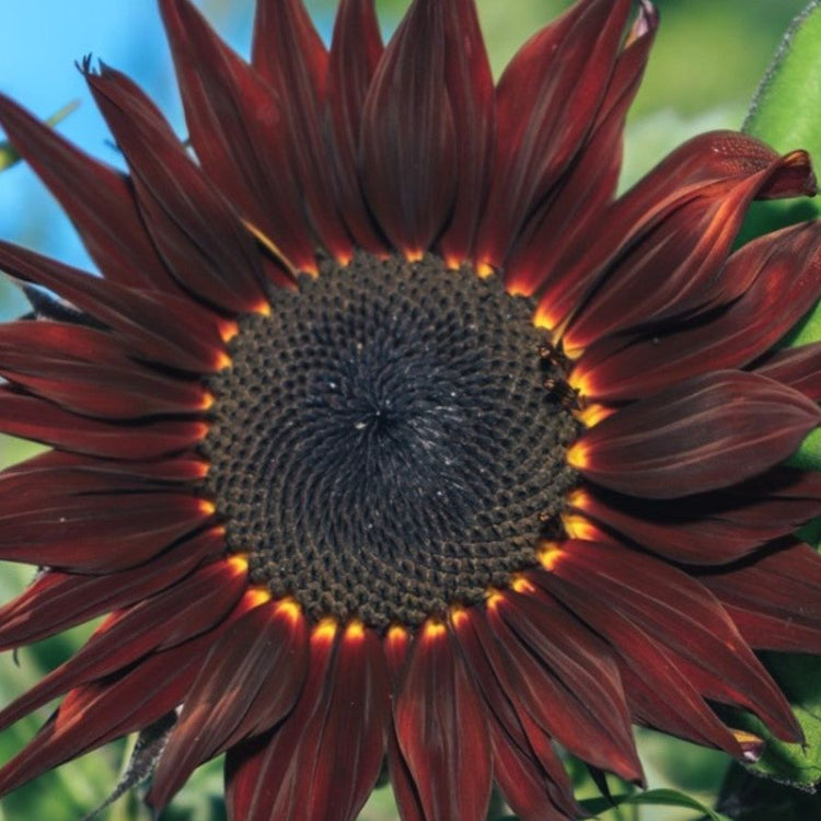 Maroon Sunflower Seeds 