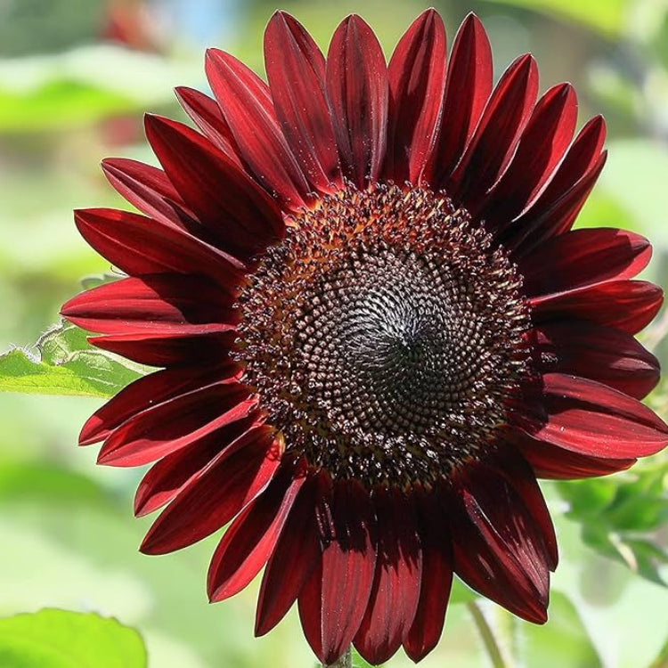Maroon Sunflower Seeds 
