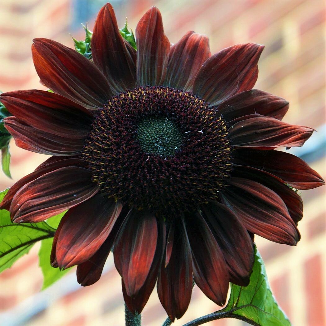 Maroon Sunflower Seeds 