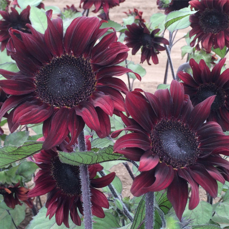 Maroon Sunflower Seeds 