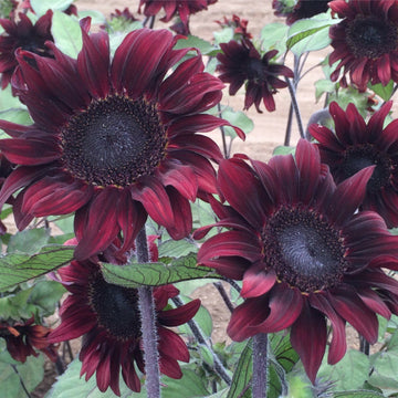 Maroon Sunflower Seeds 