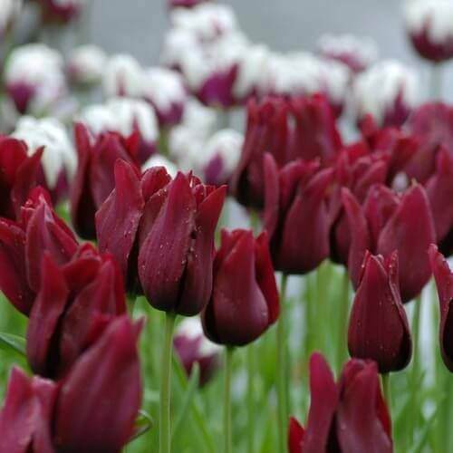 Maroon Tulip Seeds 