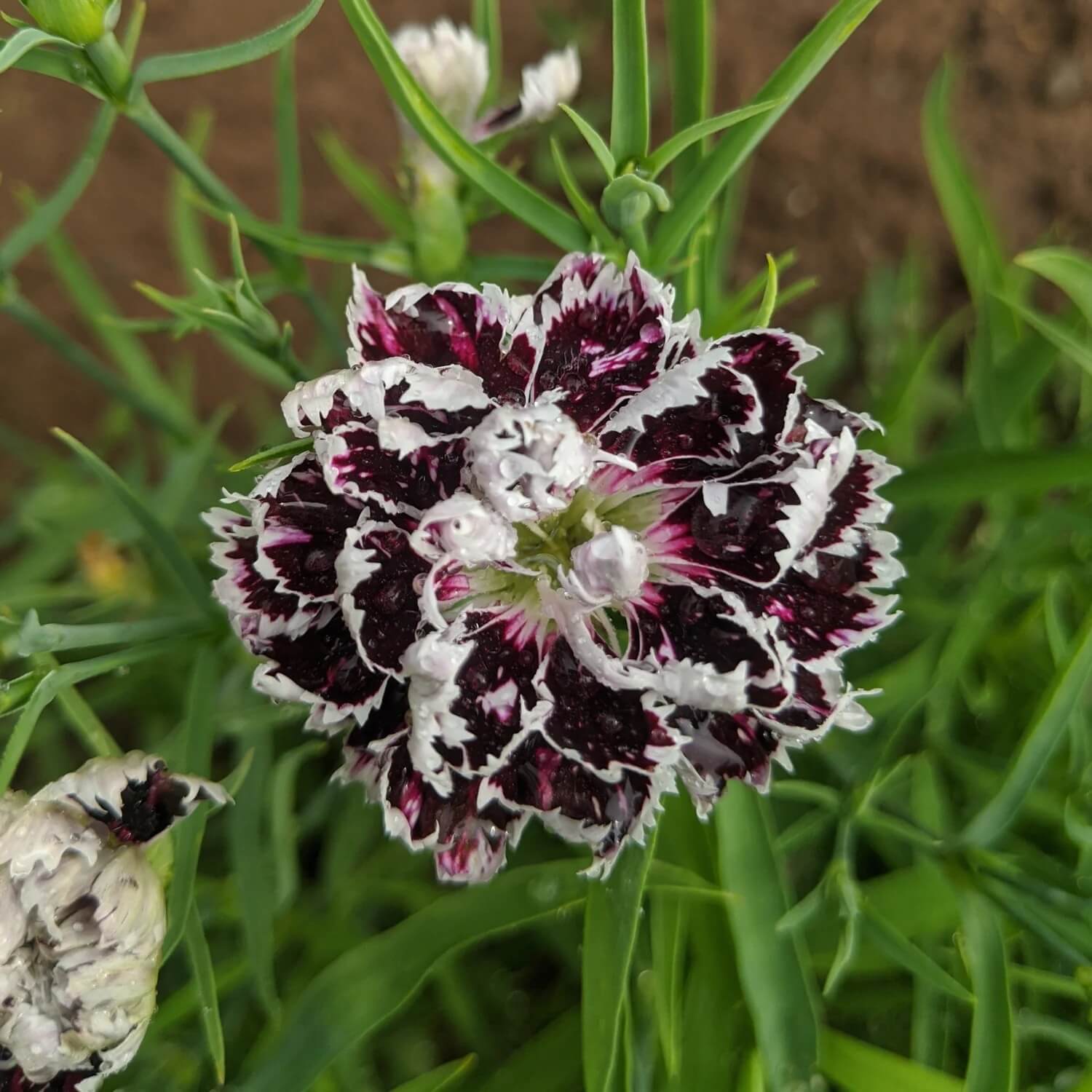 Maroon White Carnation Seeds 