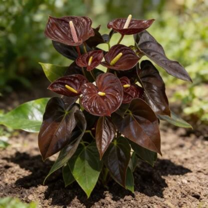 Marron anthurium Linden Seeds