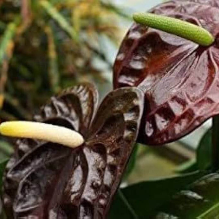 Marron anthurium Linden Seeds
