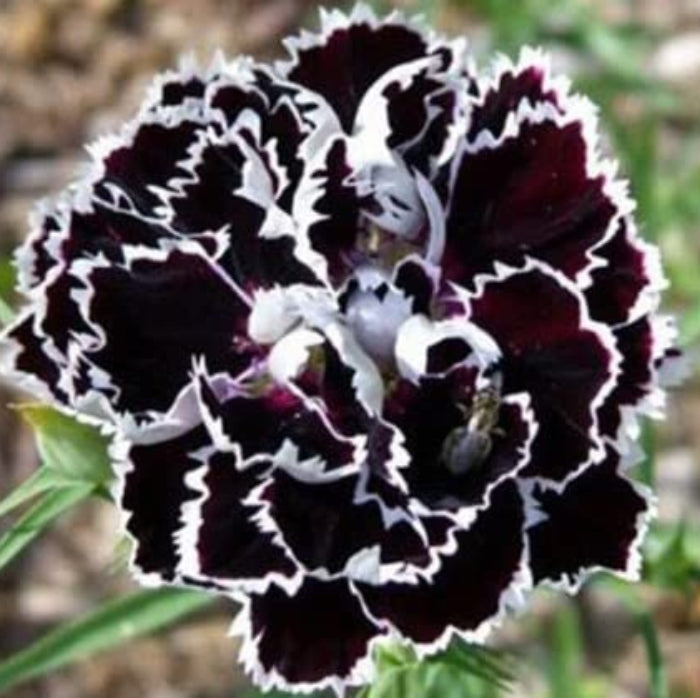 Marron white Carnation Seeds 