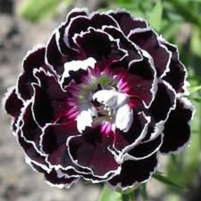 Marron white Carnation Seeds 