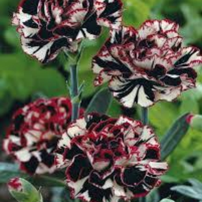 Marron white Carnation Seeds 