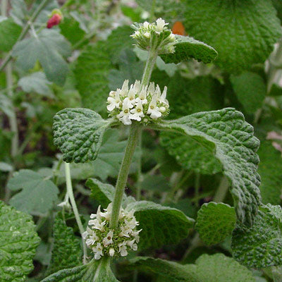 Marrubium vulgare White Horehound Seeds