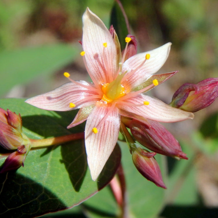 Marsh St. John’s Wort Triadenum Virginicum Seeds