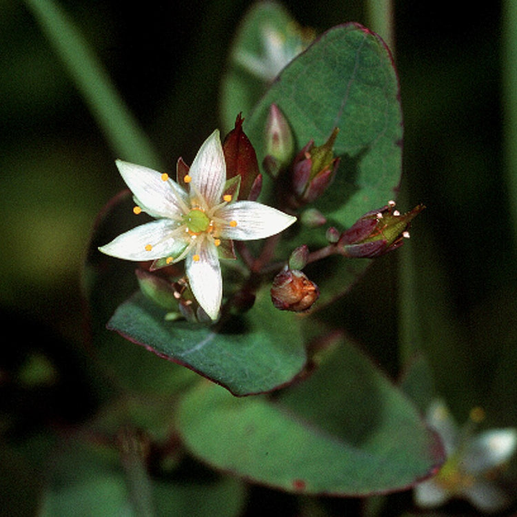 Marsh St. John’s Wort Triadenum Virginicum Seeds