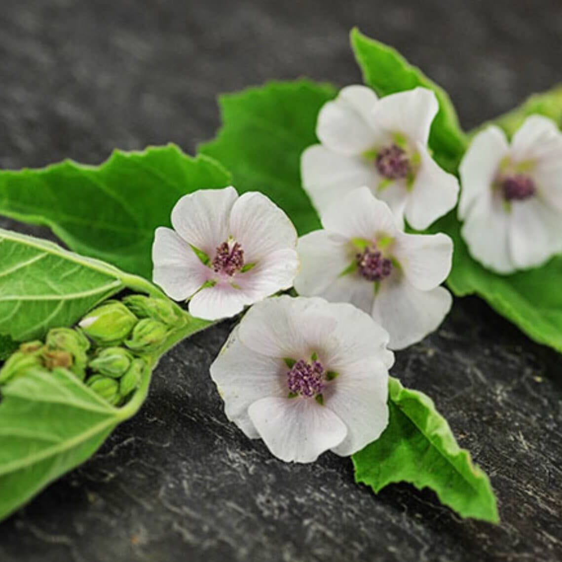 Marshmallow Seeds – Althaea officinalis