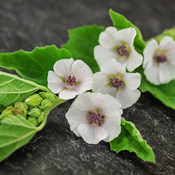 Marshmallow Seeds – Althaea officinalis