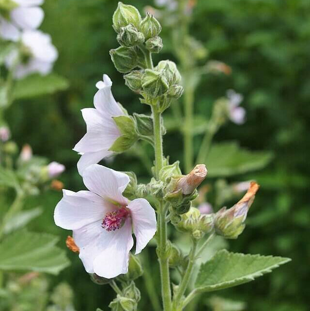 Marshmallow Seeds – Althaea officinalis