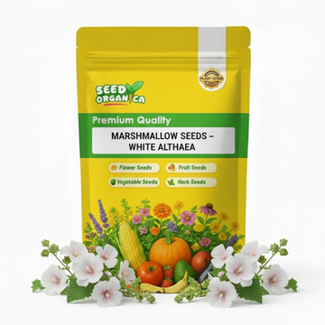 Marshmallow Seeds – White Althaea