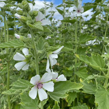 Marshmallow Seeds – White Althaea officinalis